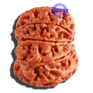 8 Mukhi Nepalese Rudraksha - Bead No. 266