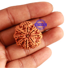 Load image into Gallery viewer, 8 Mukhi Nepalese Rudraksha - Bead No. 267
