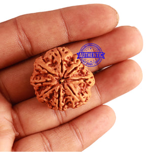 8 Mukhi Nepalese Rudraksha - Bead No. 267