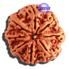 Load image into Gallery viewer, 8 Mukhi Nepalese Rudraksha - Bead No. 267
