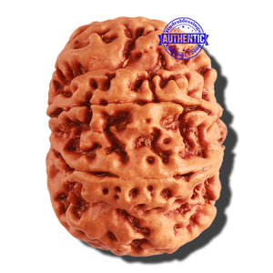 8 Mukhi Nepalese Rudraksha - Bead No. 267