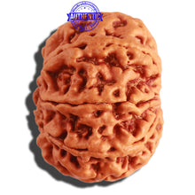 Load image into Gallery viewer, 8 Mukhi Nepalese Rudraksha - Bead No. 267
