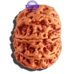 8 Mukhi Nepalese Rudraksha - Bead No. 267