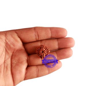 8 Mukhi Nepalese Rudraksha - Bead No. 272