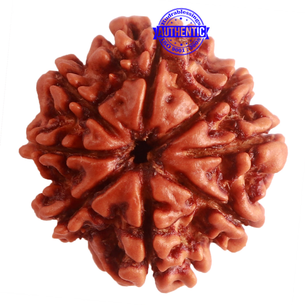 8 Mukhi Nepalese Rudraksha - Bead No. 272