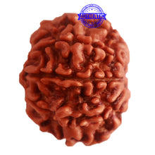 Load image into Gallery viewer, 8 Mukhi Nepalese Rudraksha - Bead No. 272
