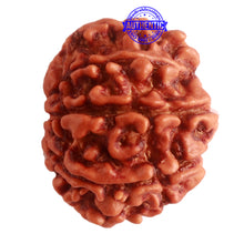 Load image into Gallery viewer, 8 Mukhi Nepalese Rudraksha - Bead No. 272
