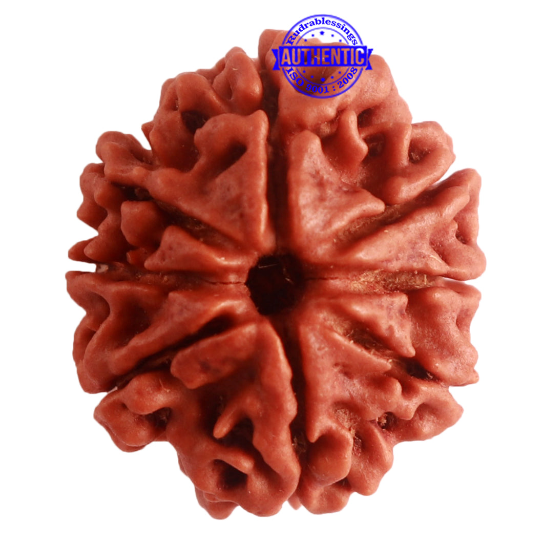 8 Mukhi Nepalese Rudraksha - Bead No. 275