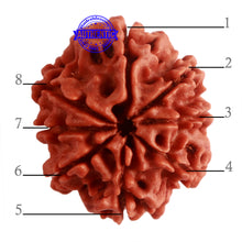 Load image into Gallery viewer, 8 Mukhi Nepalese Rudraksha - Bead No. 275
