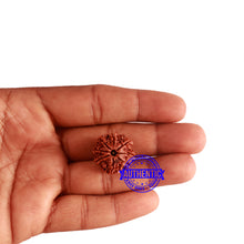 Load image into Gallery viewer, 8 Mukhi Nepalese Rudraksha - Bead No. 277
