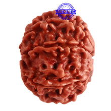 Load image into Gallery viewer, 8 Mukhi Nepalese Rudraksha - Bead No. 277
