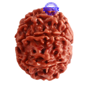 8 Mukhi Nepalese Rudraksha - Bead No. 277