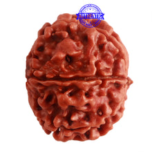 Load image into Gallery viewer, 8 Mukhi Nepalese Rudraksha - Bead No. 277
