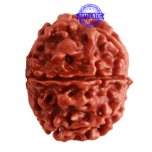 8 Mukhi Nepalese Rudraksha - Bead No. 277