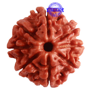 8 Mukhi Nepalese Rudraksha - Bead No. 278