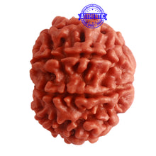 Load image into Gallery viewer, 8 Mukhi Nepalese Rudraksha - Bead No. 278
