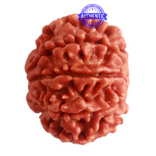 Load image into Gallery viewer, 8 Mukhi Nepalese Rudraksha - Bead No. 278
