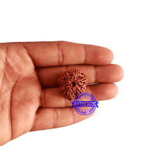 8 Mukhi Nepalese Rudraksha - Bead No. 292