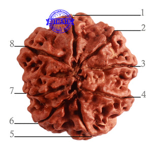 8 Mukhi Nepalese Rudraksha - Bead No. 292