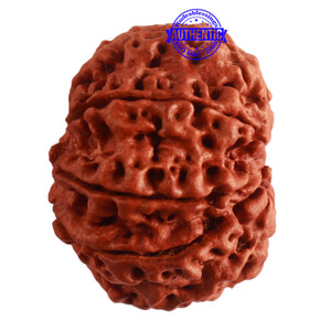 8 Mukhi Nepalese Rudraksha - Bead No. 292