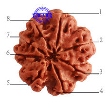 Load image into Gallery viewer, 8 Mukhi Nepalese Ganesha Rudraksha - Bead No. 294
