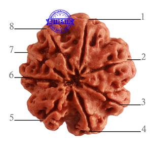 8 Mukhi Nepalese Ganesha Rudraksha - Bead No. 294