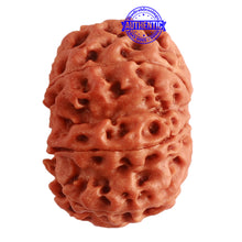 Load image into Gallery viewer, 8 Mukhi Nepalese Ganesha Rudraksha - Bead No. 294
