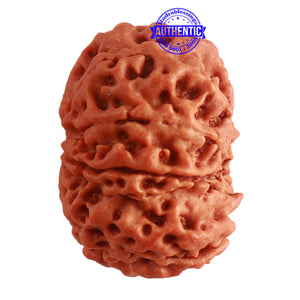 8 Mukhi Nepalese Ganesha Rudraksha - Bead No. 294