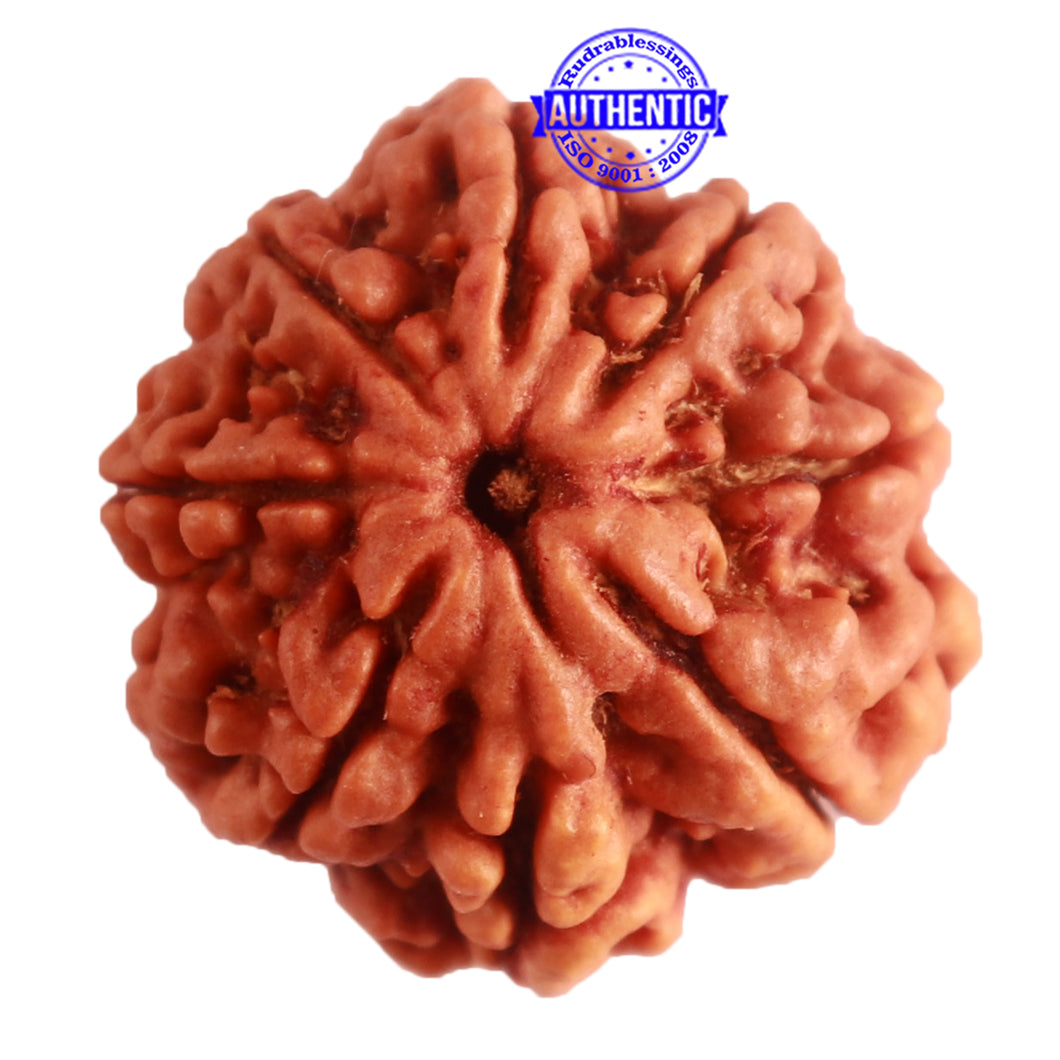 8 Mukhi Nepalese Ganesha Rudraksha - Bead No. 295