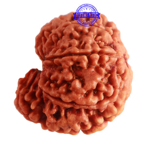 8 Mukhi Nepalese Ganesha Rudraksha - Bead No. 295