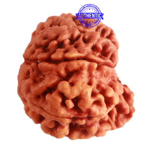 8 Mukhi Nepalese Ganesha Rudraksha - Bead No. 295