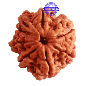 8 Mukhi Nepalese Double Ganesha Rudraksha - Bead No. 296