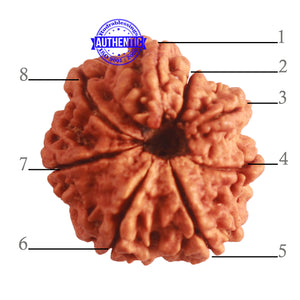 8 Mukhi Nepalese Double Ganesha Rudraksha - Bead No. 296