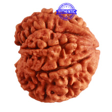 Load image into Gallery viewer, 8 Mukhi Nepalese Double Ganesha Rudraksha - Bead No. 296
