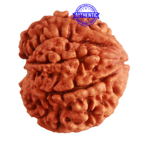 8 Mukhi Nepalese Double Ganesha Rudraksha - Bead No. 296