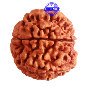 8 Mukhi Nepalese Double Ganesha Rudraksha - Bead No. 296