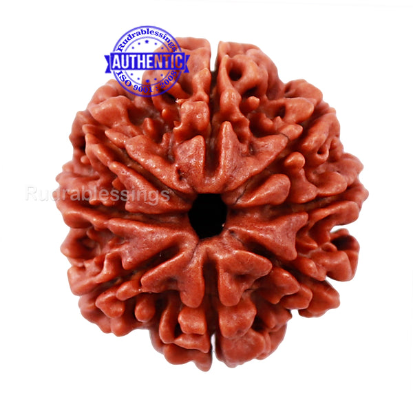 8 Mukhi Nepalese Rudraksha - Bead No. 34