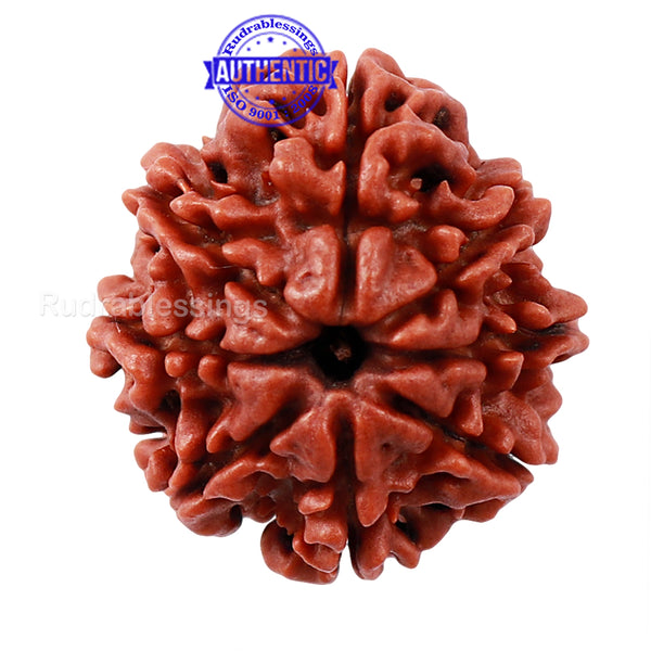 8 Mukhi Nepalese Rudraksha - Bead No. 38