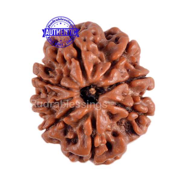 8 Mukhi Nepalese Rudraksha - Bead No. 3