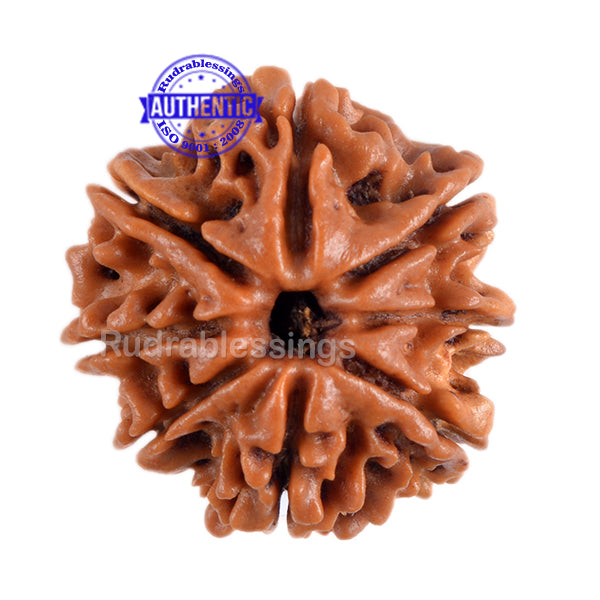 8 Mukhi Nepalese Rudraksha - Bead No. 4