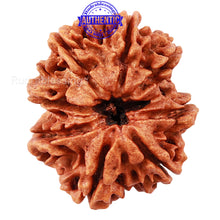 Load image into Gallery viewer, 8 Mukhi Nepalese Rudraksha - Bead No. 51
