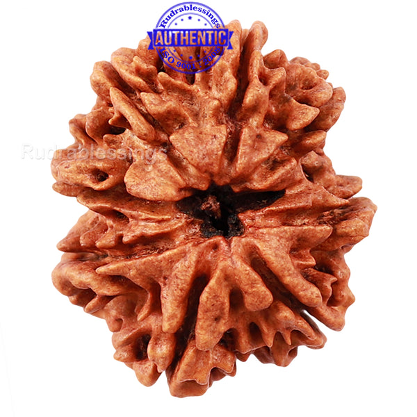 8 Mukhi Nepalese Rudraksha - Bead No. 51