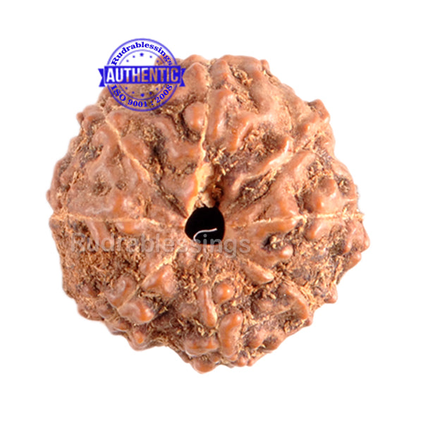 8 Mukhi Indonesian Rudraksha - Bead No. 52