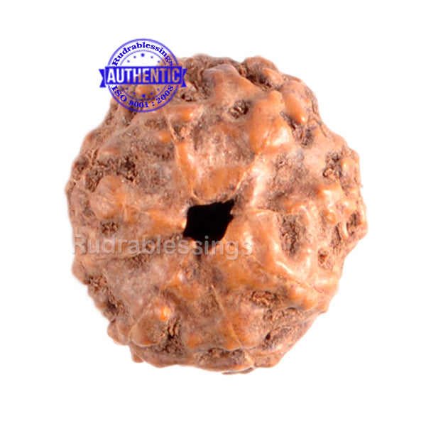 8 Mukhi Indonesian Rudraksha - Bead No. 53