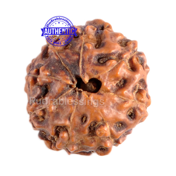 8 Mukhi Indonesian Rudraksha - Bead No. 55