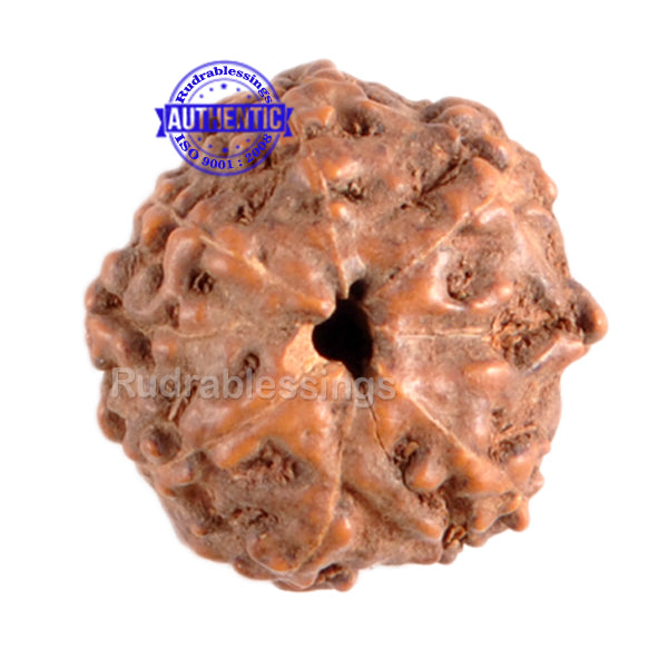 8 Mukhi Rudraksha from Indonesia - Bead No. 57