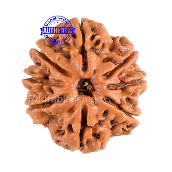 8 Mukhi Nepalese Rudraksha - Bead No. 5