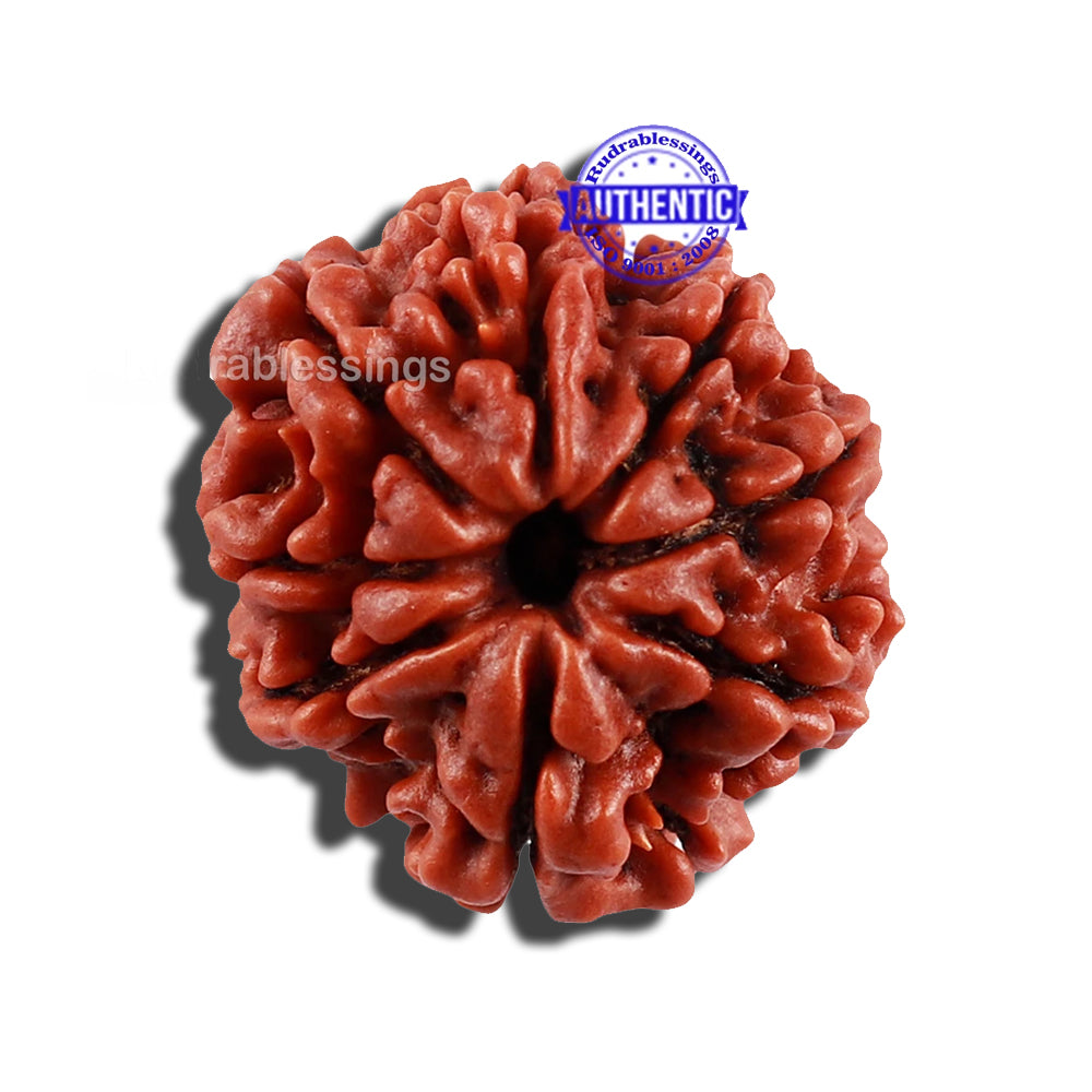 8 Mukhi Nepalese Rudraksha - Bead No. 63