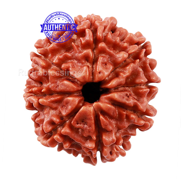 8 Mukhi Nepalese Rudraksha - Bead No. 66