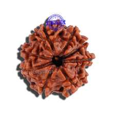 Load image into Gallery viewer, 8 Mukhi Nepalese Rudraksha - Bead No. 69
